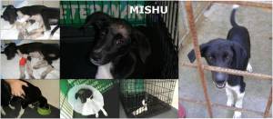 Mishu pre-adoption
